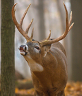CRITTER Scent Soap Bar – Rutting Buck Attractant Scent for Whitetail Hunters