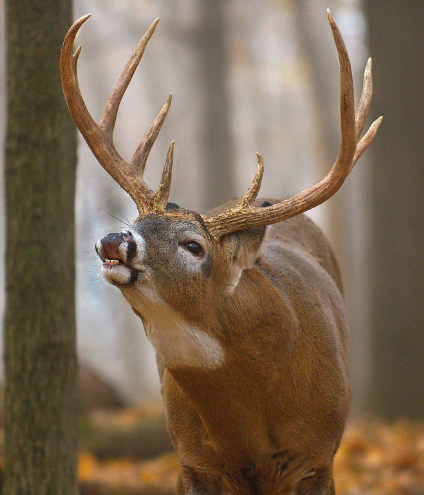 CRITTER Scent Soap Bar – Rutting Buck Attractant Scent for Whitetail Hunters